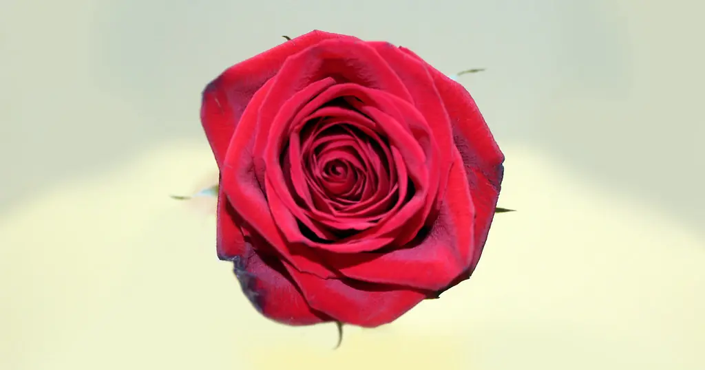 En enkelt rød rose